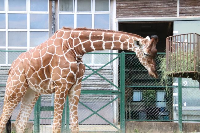 クオッカに会えなくても埼玉こども動物自然公園 前編 ニホンカモシカの赤ちゃんまじ妖精 成長しているコアラやキリンやウサギやヤギの子供たち他 東松山 埼玉県 の旅行記 ブログ By まみさん フォートラベル