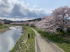 父母が結婚して数十年。
埼玉に住んでいたわけではないので知らなかったのも当然だが、父の実家から徒歩５分圏内にあるこの川。
埼玉ではそれなりにメジャースポット？こだま千本桜が見られる場所であったことが判明。