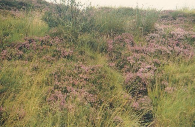これはインヴァネスから鉄道で、グラスゴーへ行く途中の車窓。ヒースが咲いている。