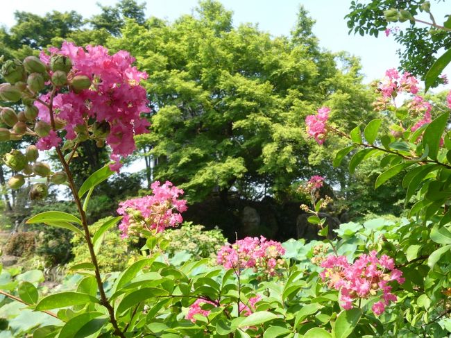 常楽寺 の残暑の花 ヒガンバナは赤が一株のみ 咲残りテッポウユリが少し 群馬県 太田市 太田 群馬県 の旅行記 ブログ By Minamicazeさん フォートラベル