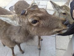 奈良公園へ。

鹿です。