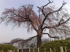 翌日は京都を散歩してきました。



円山公園のしだれ桜