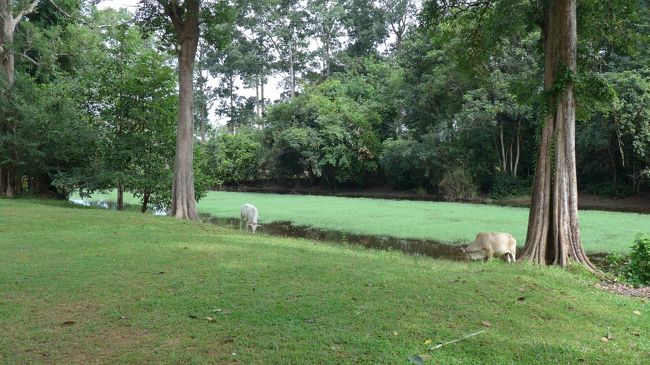 ２＜普通に牛さん＞<br />ホテルから車で15分ほどで「プラサット・クラヴァン」に到着。<br />環濠のそばで、牛がのんびり草を食む。