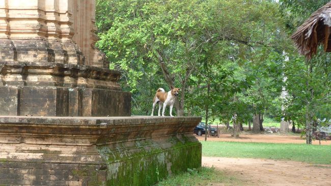 ６＜犬が見送り＞<br />あまり期待していなかった遺跡だが、来て本当によかった。<br />遺跡をあとにするとき、野良犬がずっと見送ってくれた。