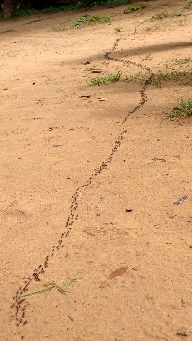 １１＜アリの行列＞<br />参道に長～いアリの行列。日本では見ない体長１㎝ほどのアカアリだ。奴らに噛まれると、最初はものすごい痛みがあり、その後、猛烈にかゆくなるという。ポルポト時代には、拷問に使われたとか・・・。