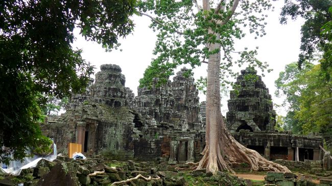 １６＜西の回廊前＞<br />回廊前には、巨大な榕樹「スポアン」がそびえていた。<br />すでに根は遺跡の下や内側に伸び、静かに侵食を始めている。<br />