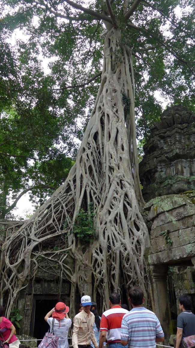 ３０＜アンパンマンよりこっちだな！＞<br />ここも人気の撮影スポット。自然の造形美はすごいね！<br />血管のように遺跡に巻きつく根っこの迫力は、半端ない。<br /><br />