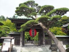 江ノ電の長谷駅でるなさん、zunzunさん、satちゃんと合流。
私が一番遅かった(;'∀')

お待たせしました～！

るなさんはもっと早起きをして早目に来て、先に長谷駅周辺をお散歩していたそうです。
私も早目に来たかったけど、ちょっと遠すぎた(^▽^;)

るなさんの旅行記を拝見したら、紫陽花と江ノ電のベストショットがあって、「始発で来ればよかった～！」と後悔...。

とりあえず、全員揃ったところで長谷寺へ向かいま～す。

門の前にある斜めになった大きな松が迫力ありますね。