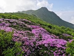 大船山への登山中、段原付近、大船山方面のキリシマツツジです。