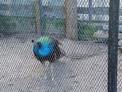 安房神社の隣に、野鳥園があったのでちょっとよってみました。