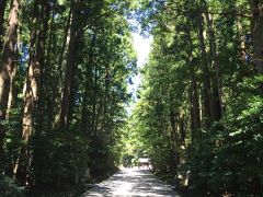 蝉も鳴いててうるさくて暑いけど、この並木道は結界内の神道なのか、ちょっと暑さが和らいたような…
