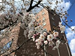 ２０１９．４．３　兵庫県／宝塚市
桜満開の折り、兵庫県宝塚市に住む娘一家を訪ねました。
阪急宝塚駅前の桜に囲まれた宝塚ワシントンホテルがこの時の宿でした。
