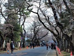 ２０１９．３．２４　　東京／谷中霊園桜並木
この桜並木はソメイヨシノなので、この時はわずかに枝の先がほころんできた感じでしたが、すでに心待ちにしている人たちでしょうか、歩いている人が大勢いました。
桜はなんと言っても日本のシンボルと言ってもいい「花」です。
毎年この桜並木の開花を待ちわびている人が大勢いることでしょう。
