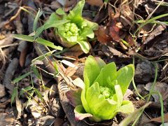 ２０１９．２．２３　向島百花園
やっと顔を出した蕗の薹を見つけ、違わずに今年も春がやって来ていることを喜びました。
