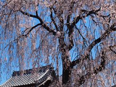 ２０１９．３．２４　東京谷中／長明寺
早咲きの枝垂れ桜が、いつものように立派に咲きました。
広い境内にポツンと大きな枝垂れ桜が1本あって、いち早く咲き出すその逞しさにいつも元気をもらいます。
