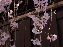 ２０１９．３．２４　東京東日暮里／善性寺
日暮里駅を越えて数分のところにある、知人の眠る静かなお寺さんです。
さして広くない境内ですが枝垂れ桜が何本も咲いていて癒されます。
