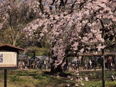 ２０１９．３．２７　東京／六義園
シンボルの枝垂れ桜が満開というニュースを聞いて駆けつけました♪
毎年のように観てはいても、また逢いたくなるのが「桜」の魅力です。

