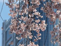 ２０１９．３．３７　東京／小石川後楽園
ホテルをバックに枝垂れ桜を撮ってみました。
園内には、この他にも数本のいろいろな桜が咲いていて、人々を魅了しています。
