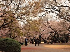 ２０１９．４．２　東京／新宿御苑
園内所狭しと咲く桜はほぼ満開♪人出も満開！！
桜が咲くとなぜかワクワク。来場の皆さんも嬉しそうです。

