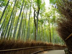 嵐山 竹林の小径