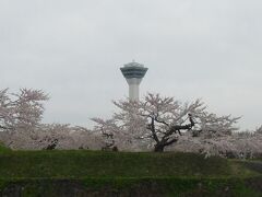 曇りですが、桜が綺麗でした。
