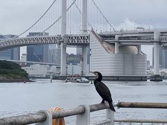 水上バス乗り場から少しレインボーブリッジの方向に歩くと
おだいばビーチがあり
そこの桟橋に鳥がいたので
飛び立たないよう息を殺して近付いて行きます。