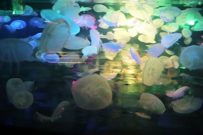クラゲはほとんど水 人の70 は水 ならば 人は70 クラゲ 浅草 東京 の旅行記 ブログ By ウェンディさん フォートラベル クラゲはほとんど水 人の70 は水 ならば 人は70 クラゲ 浅草 東京 の旅行記 ブログ By ウェンディさん フォートラベル