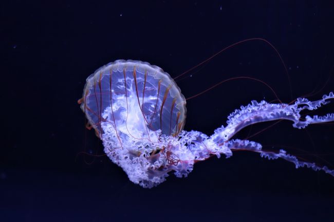 クラゲはほとんど水 人の70 は水 ならば 人は70 クラゲ 浅草 東京 の旅行記 ブログ By ウェンディさん フォートラベル クラゲはほとんど水 人の70 は水 ならば 人は70 クラゲ 浅草 東京 の旅行記 ブログ By ウェンディさん フォートラベル