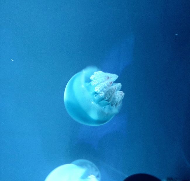 クラゲはほとんど水 人の70 は水 ならば 人は70 クラゲ 浅草 東京 の旅行記 ブログ By ウェンディさん フォートラベル クラゲはほとんど水 人の70 は水 ならば 人は70 クラゲ 浅草 東京 の旅行記 ブログ By ウェンディさん フォートラベル