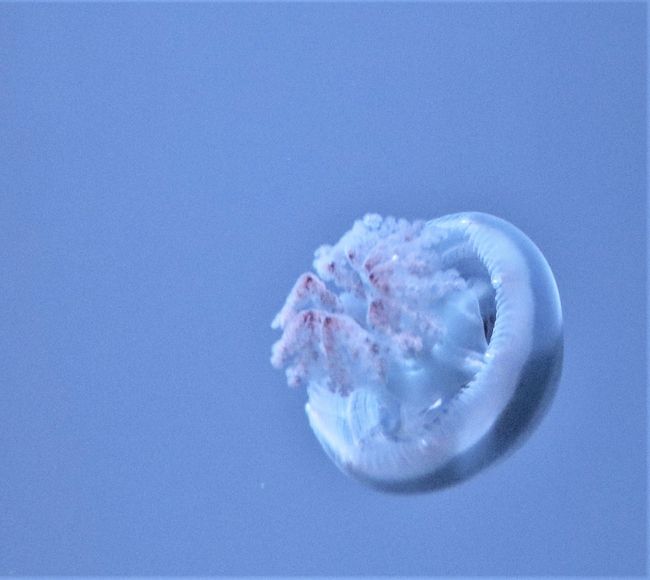 クラゲはほとんど水 人の70 は水 ならば 人は70 クラゲ 浅草 東京 の旅行記 ブログ By ウェンディさん フォートラベル