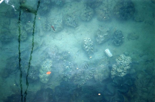 港なのではっきり言って汚れています。それでもシャコガイがゴロゴロいてびっくりしました。