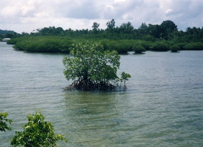 これはマングローブ。
