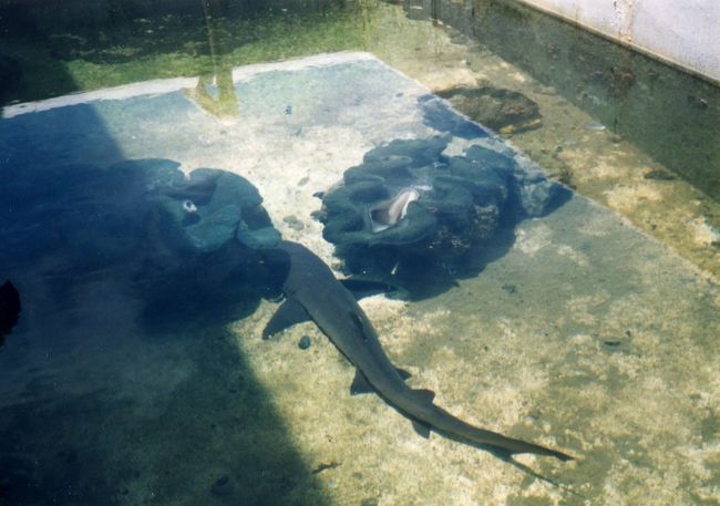 パラオ水産試験場に行きました。プールのような水槽に巨大なシャコガイやサメがいました。