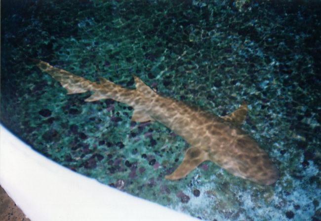 このころはまだサメが珍しかったのです。