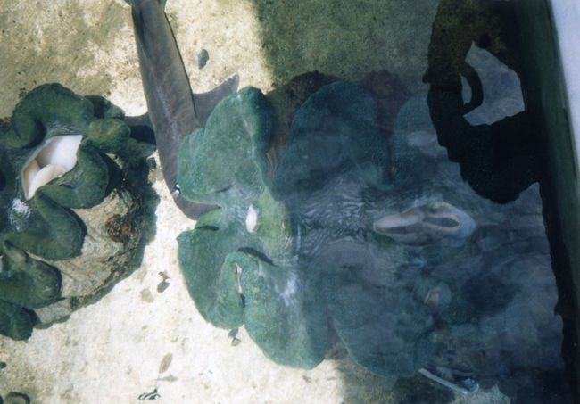 巨大なシャコガイ。