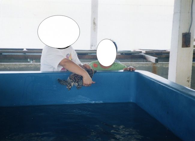 ウミガメも繁殖させていました。