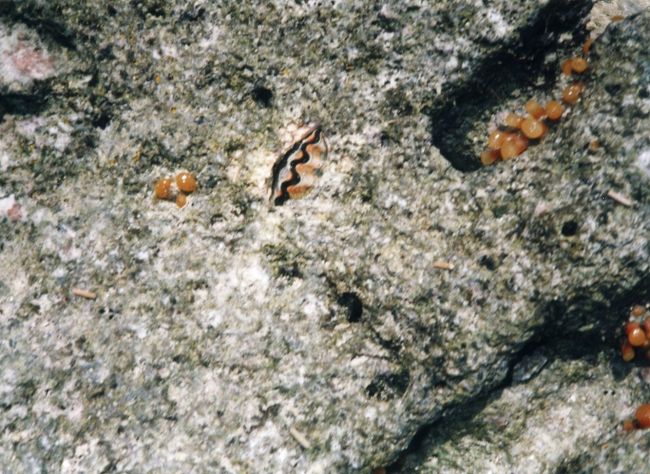 潮が引いて露出した岩にシャコガイがはまっています。