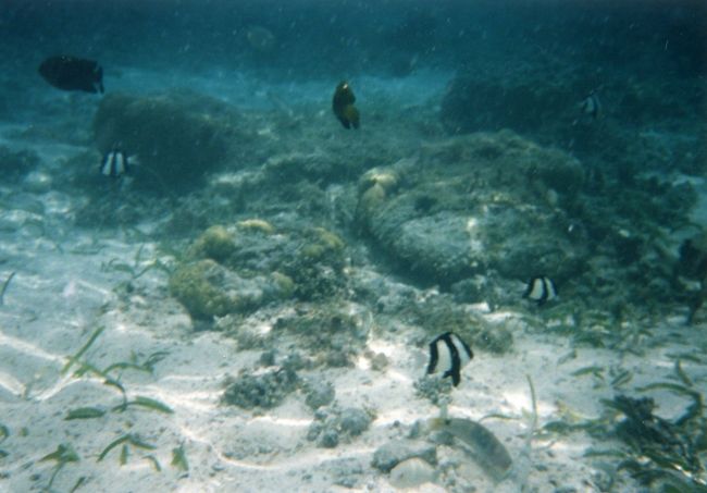 勿論、魚はたくさん。