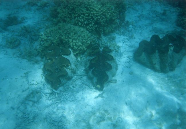 ガルメアウスで休憩した後は隣の島にあるクラムシティへ。ここは大きなシャコガイが集められています。