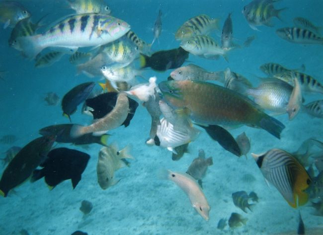 餌を投げると寄ってきます。