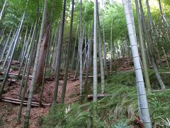 横浜線がはしるトンネルの上にある竹藪へ続く遊歩道へ分け入っていきます。