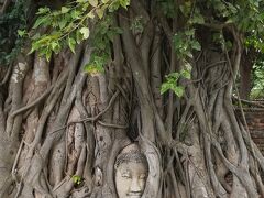 切り落とされた仏頭に樹木がからまっています