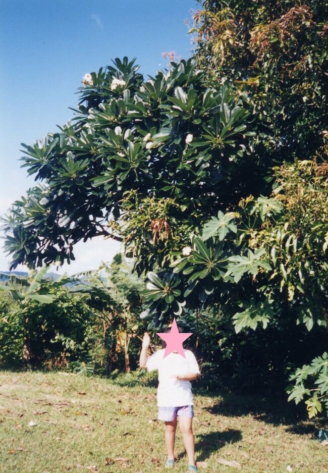 裏山にはプルメリアの大木やパンノキが生えていました。