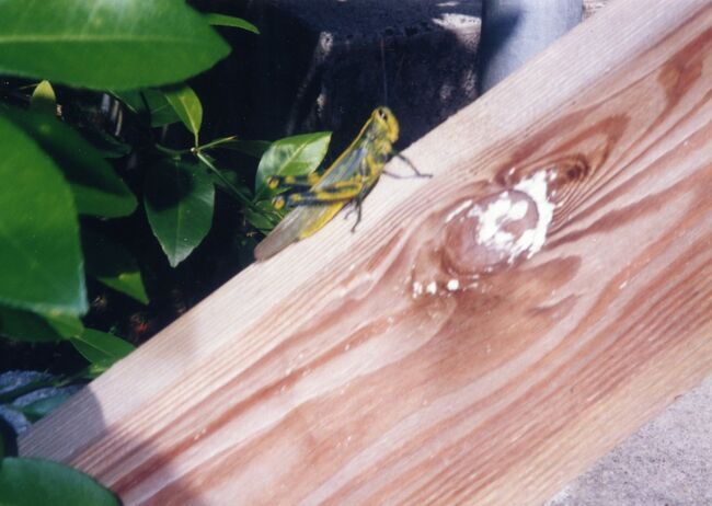 手すりにバッタがいました。