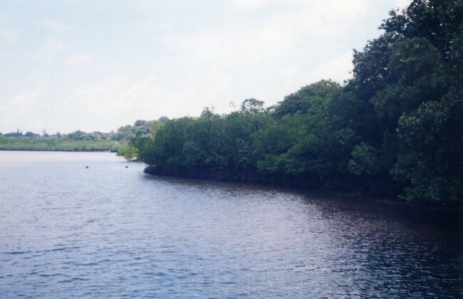 マングローブが茂っていました。