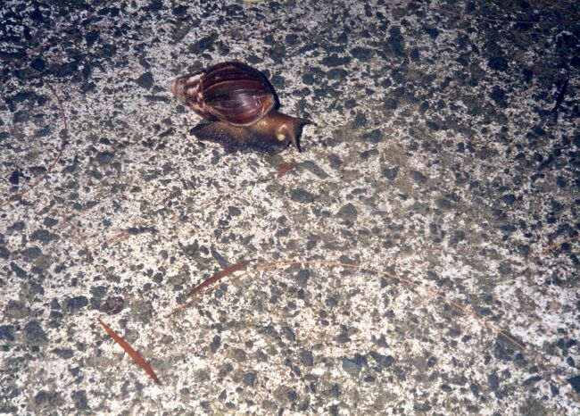 こんな大きなアフリカマイマイもいました。