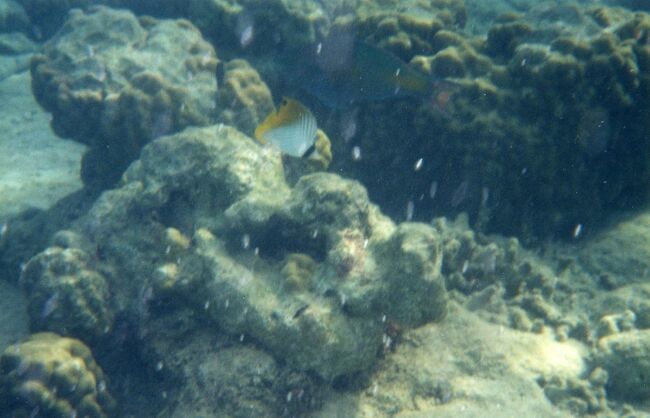 PPR前の海中はこんな感じです。