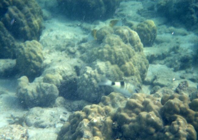 ゴロゴロしているのはサンゴです。