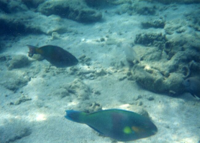 結構大きなブダイなんかがいます。ナポレオンの幼魚も見ます。