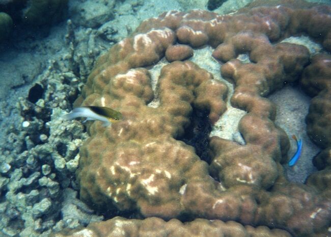 真ん中の黒いのはシャコガイ？